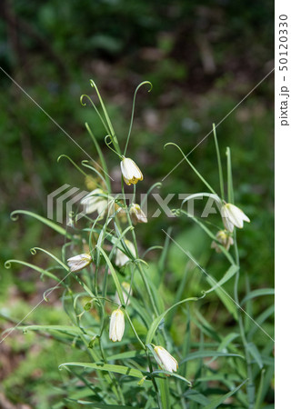 アミガサユリ バイモの花 貝母 50120330