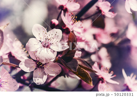 Soft Vintage Background with Flowers Soft Vintage Background with Flowers 50120331