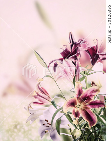 Lovely flowers Lovely flowers 50120395