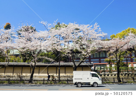 【東京都】靖国通りの桜 【東京都】靖国通りの桜 50120575