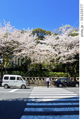 【東京都】靖国通りの桜 【東京都】靖国通りの桜 50120577