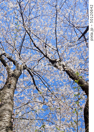 【東京都】千鳥ヶ淵の桜 50120642