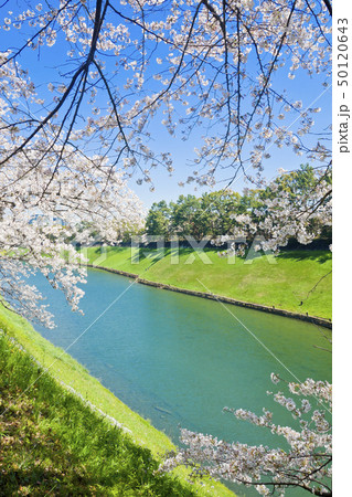 【東京都】千鳥ヶ淵の桜 【東京都】千鳥ヶ淵の桜 50120643