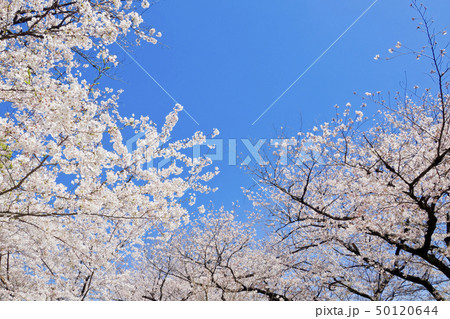 【東京都】千鳥ヶ淵の桜 【東京都】千鳥ヶ淵の桜 50120644