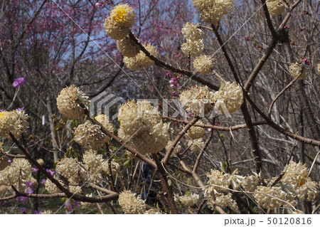 城山カタクリの里 50120816