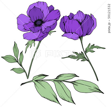 Vector Purple Anemone Floral Botanical Flowers のイラスト素材