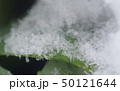 雪と小松菜 50121644