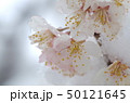 雪の結晶と桜 50121645