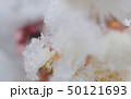 雪の結晶と桜 50121693