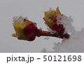 雪とブルーベリーの芽 50121698