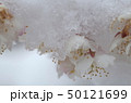 雪の結晶と桜 50121699