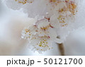 雪の結晶と桜 50121700