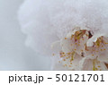 桜と雪の結晶 50121701