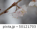 桜と雪 50121703
