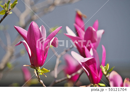 ルビー色のシモクレンの花 ルビー色のシモクレンの花 50121704