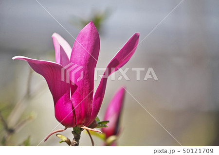 ルビー色のシモクレンの花 50121709