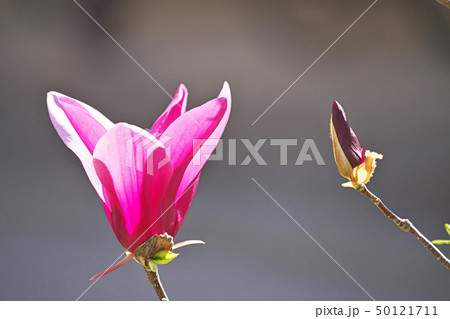 ルビー色のシモクレンの花 ルビー色のシモクレンの花 50121711