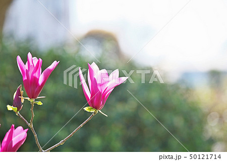 ルビー色のシモクレンの花 50121714
