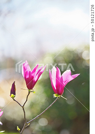 ルビー色のシモクレンの花 ルビー色のシモクレンの花 50121726