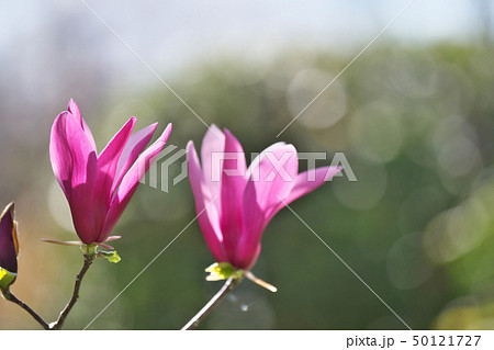 ルビー色のシモクレンの花 ルビー色のシモクレンの花 50121727