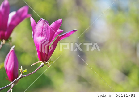 ルビー色のシモクレンの花 ルビー色のシモクレンの花 50121791