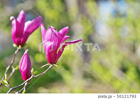 ルビー色のシモクレンの花 50121793