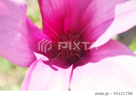 ルビー色のシモクレンの花 ルビー色のシモクレンの花 50121796