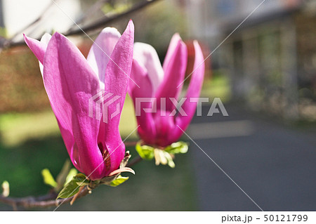 ルビー色のシモクレンの花 ルビー色のシモクレンの花 50121799