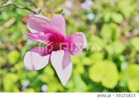 ルビー色のシモクレンの花 ルビー色のシモクレンの花 50121823