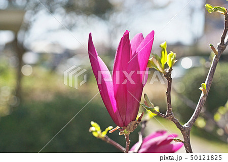 ルビー色のシモクレンの花 50121825