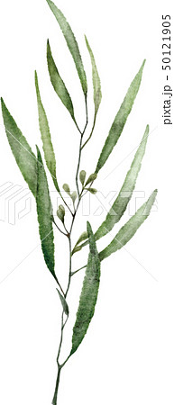 手描き水彩の葉イラスト 50121905