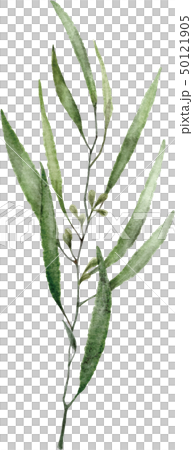 手描き水彩の葉イラスト 50121905