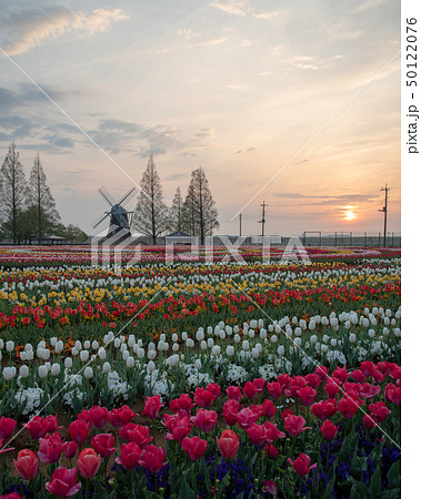 あけぼの山農業公園の朝焼けチューリップ あけぼの山農業公園の朝焼けチューリップ 50122076