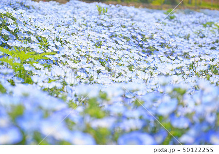ネモフィラの花が咲き誇る大阪まいしまシーサイドパークの風景 ネモフィラの花が咲き誇る大阪まいしまシーサイドパークの風景 50122255