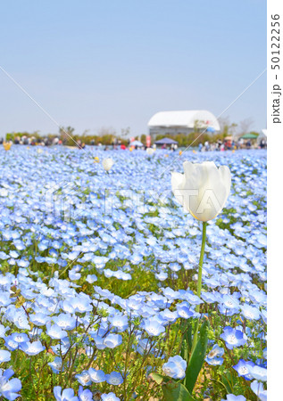 ネモフィラの花が咲き誇る大阪まいしまシーサイドパークの風景 50122256