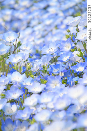 ネモフィラの花が咲き誇る大阪まいしまシーサイドパークの風景 50122257
