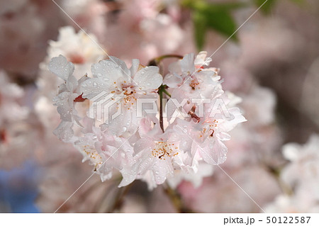 さくら7933 さくら7933 50122587