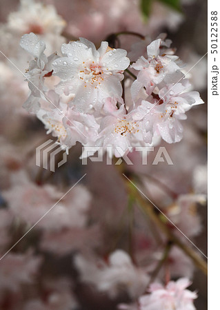 さくら7938 さくら7938 50122588