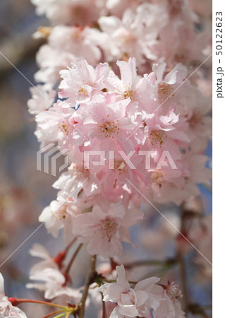 さくら8006 50122623