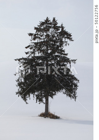 一本の木_富良野 50122756