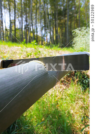 青竹を切る 50122989