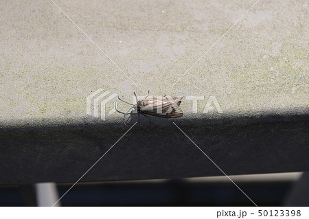 タケノホソクロバ 50123398