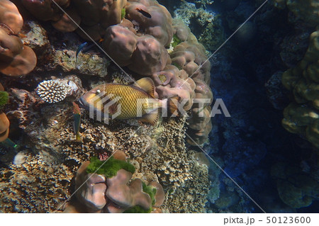 Don't eat me 50123600