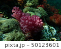 Pink Soft Coral 50123601