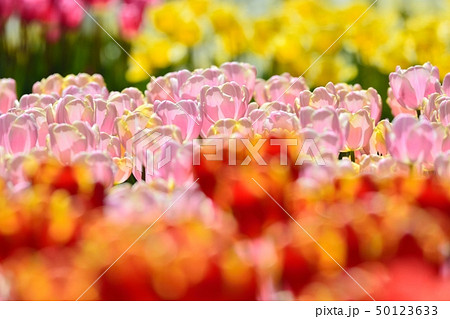 満開のチューリップ畑 50123633