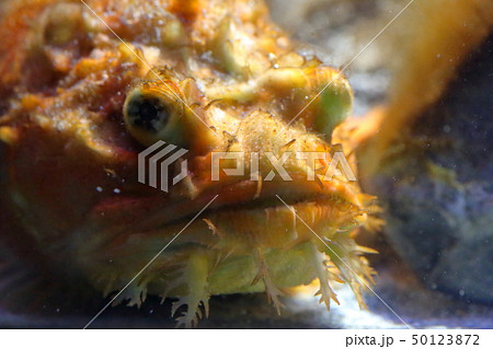 親潮アイスボックス　ケムシカジカ　　撮影許可・協力：アクアマリンふくしま 50123872