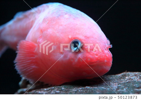 親潮アイスボックス　タマコンニャクウオ　撮影許可・協力：アクアマリンふくしま 50123873