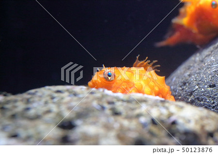 親潮アイスボックス　ナメダンゴ　撮影許可・協力：アクアマリンふくしま 50123876