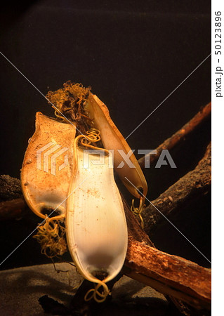 ナヌカザメの卵　撮影許可・協力：アクアマリンふくしま 50123896