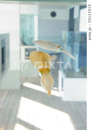 浮遊している様なイカ　撮影許可・協力：アクアマリンふくしま 50123919